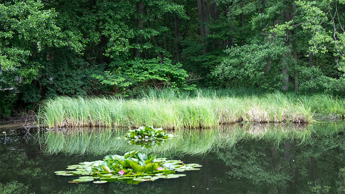 Seerosenteich in der Umgebung der Boltenmühle