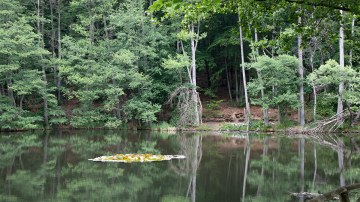 Mühlenteich der Boltenmühle mit Seerosen