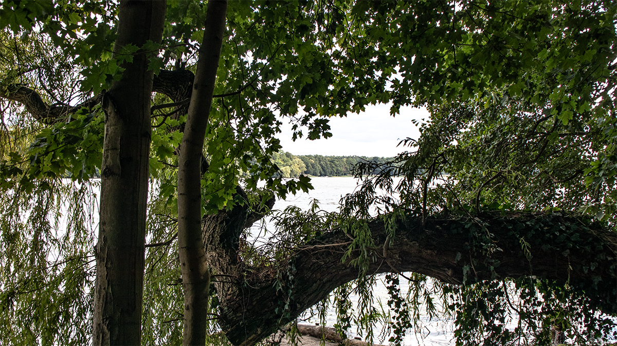 Krumm gewachsener Baum am Ruppiner See